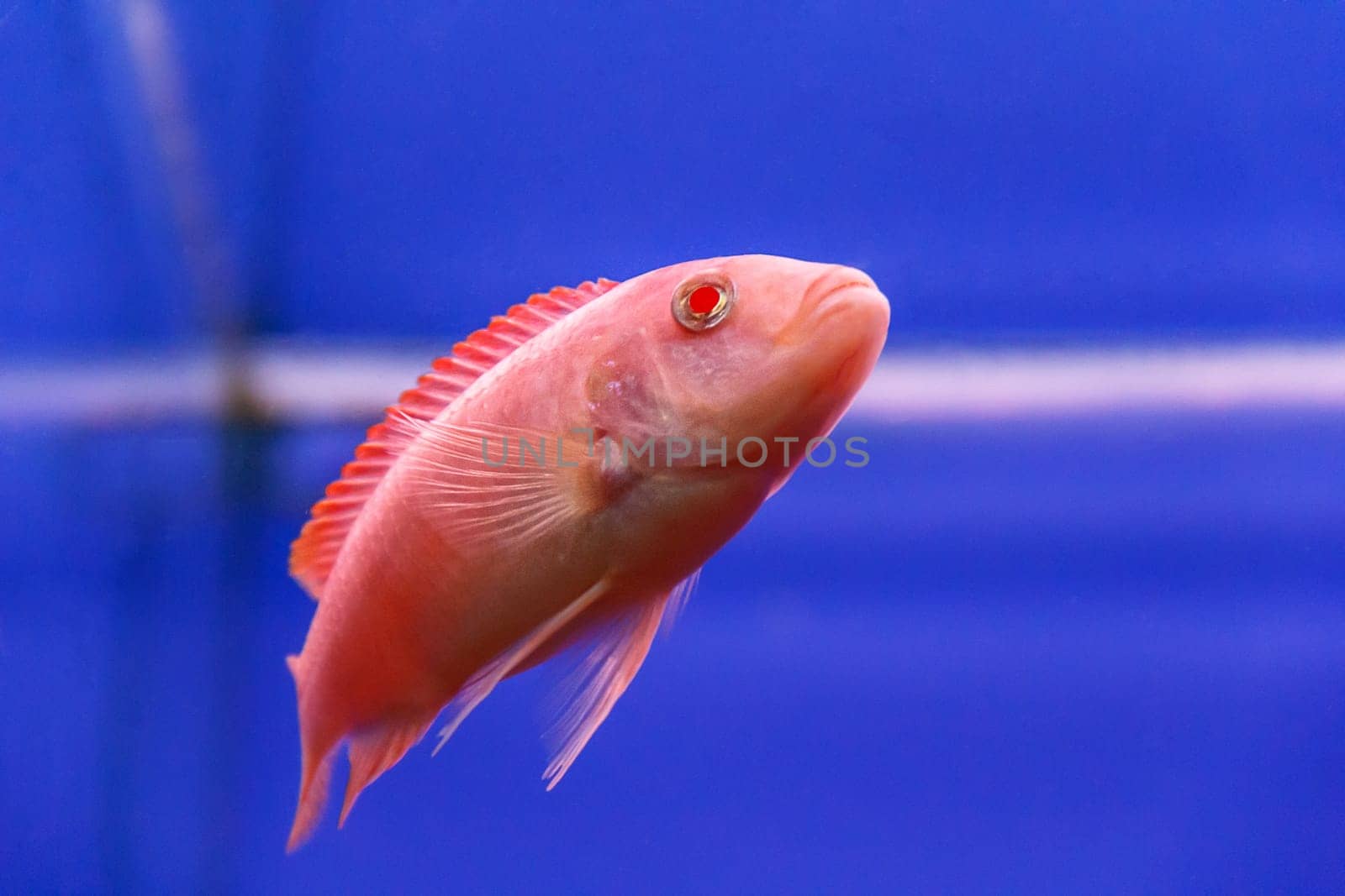 one red aulonocara fish swimming in aquarium tank