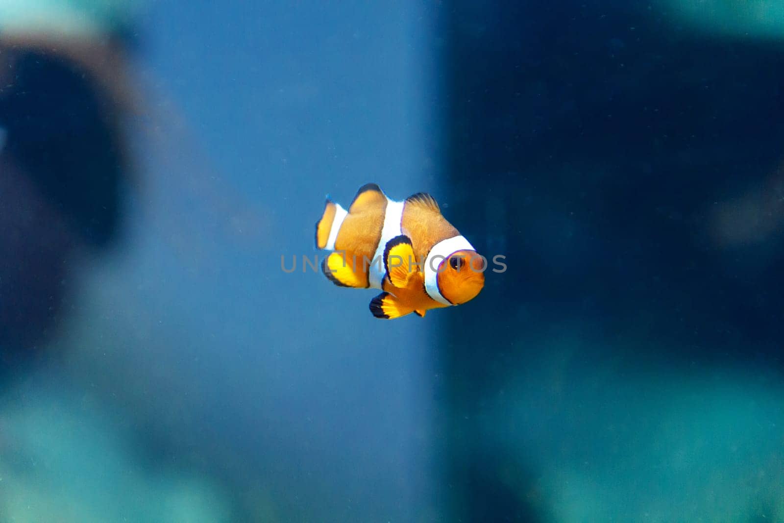 One small orange fish on green background