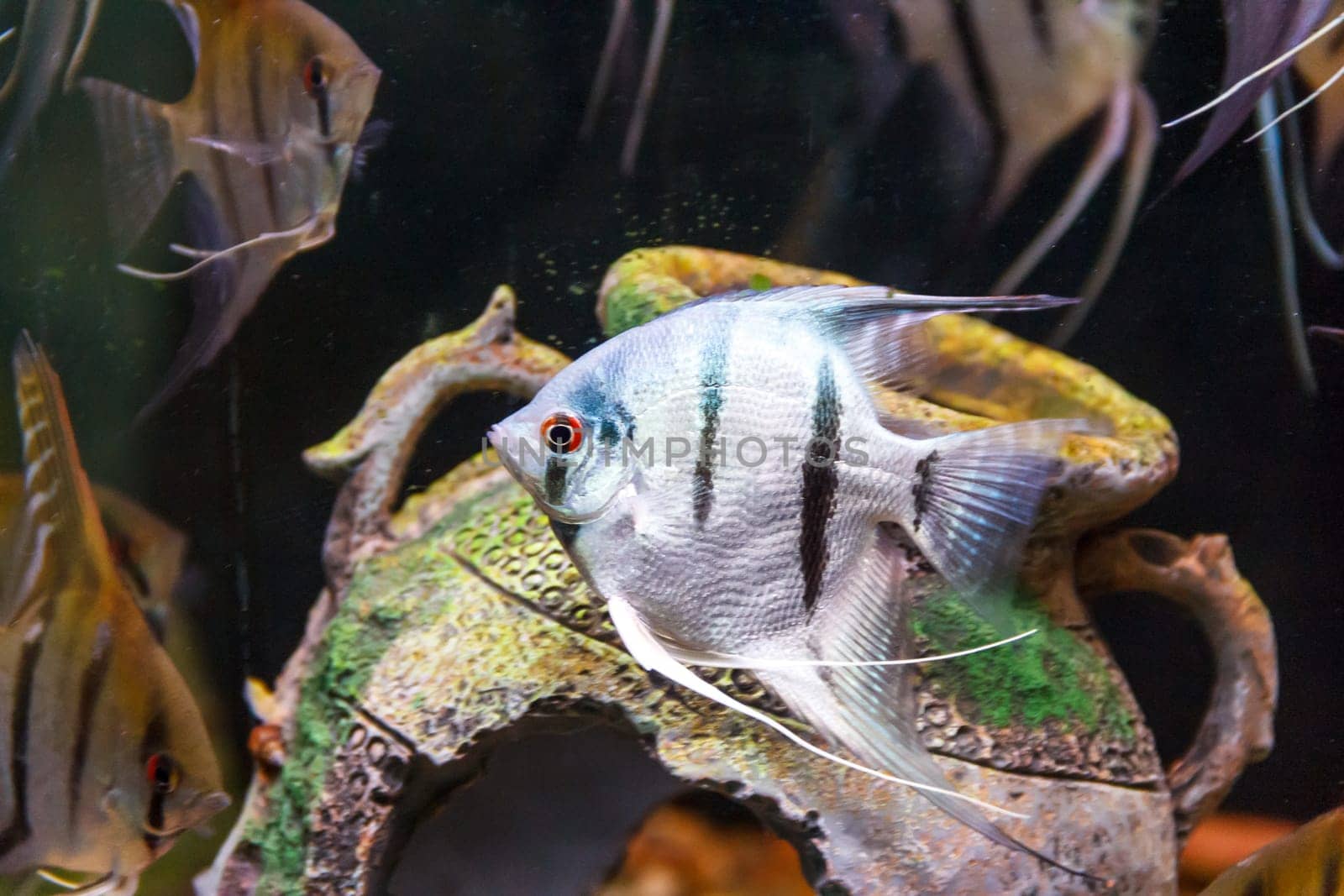 Triangle shaped gray scalare on background of an amphora swimming in aquarium