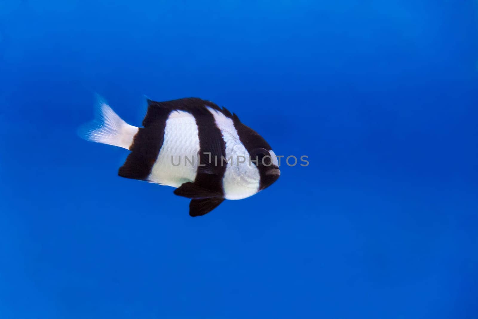 One black and white dascyllus trimaculatus fish in the aquarium