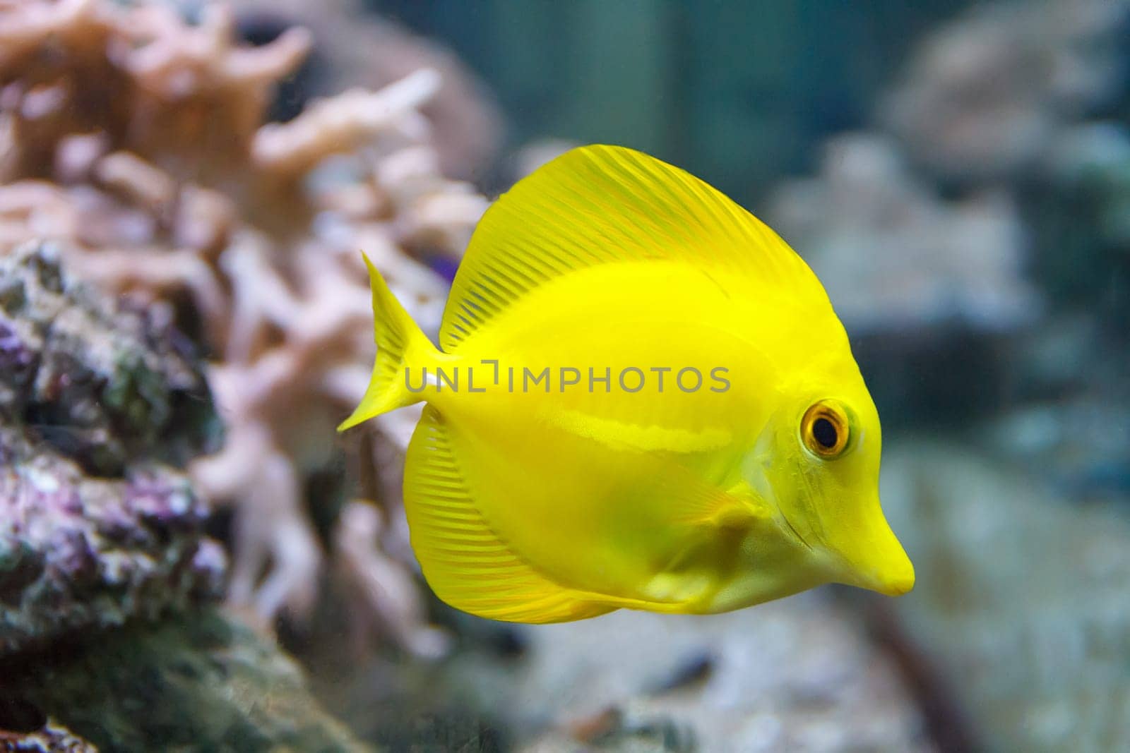 One vivid yellow zebrasoma fish swimming near the reef