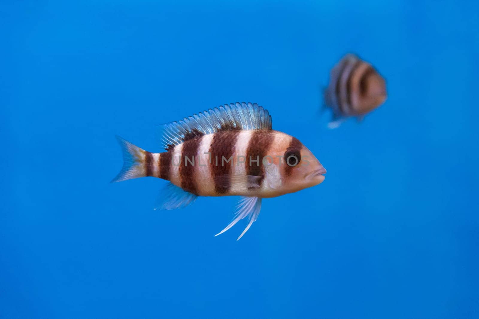 Frontosa fish with black stripes in the water