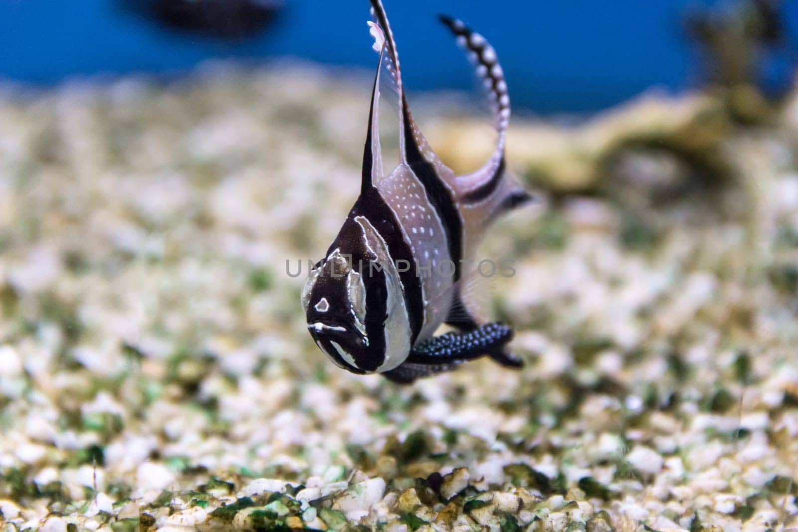 close up shot of the blue fish exotic fish in a tank
