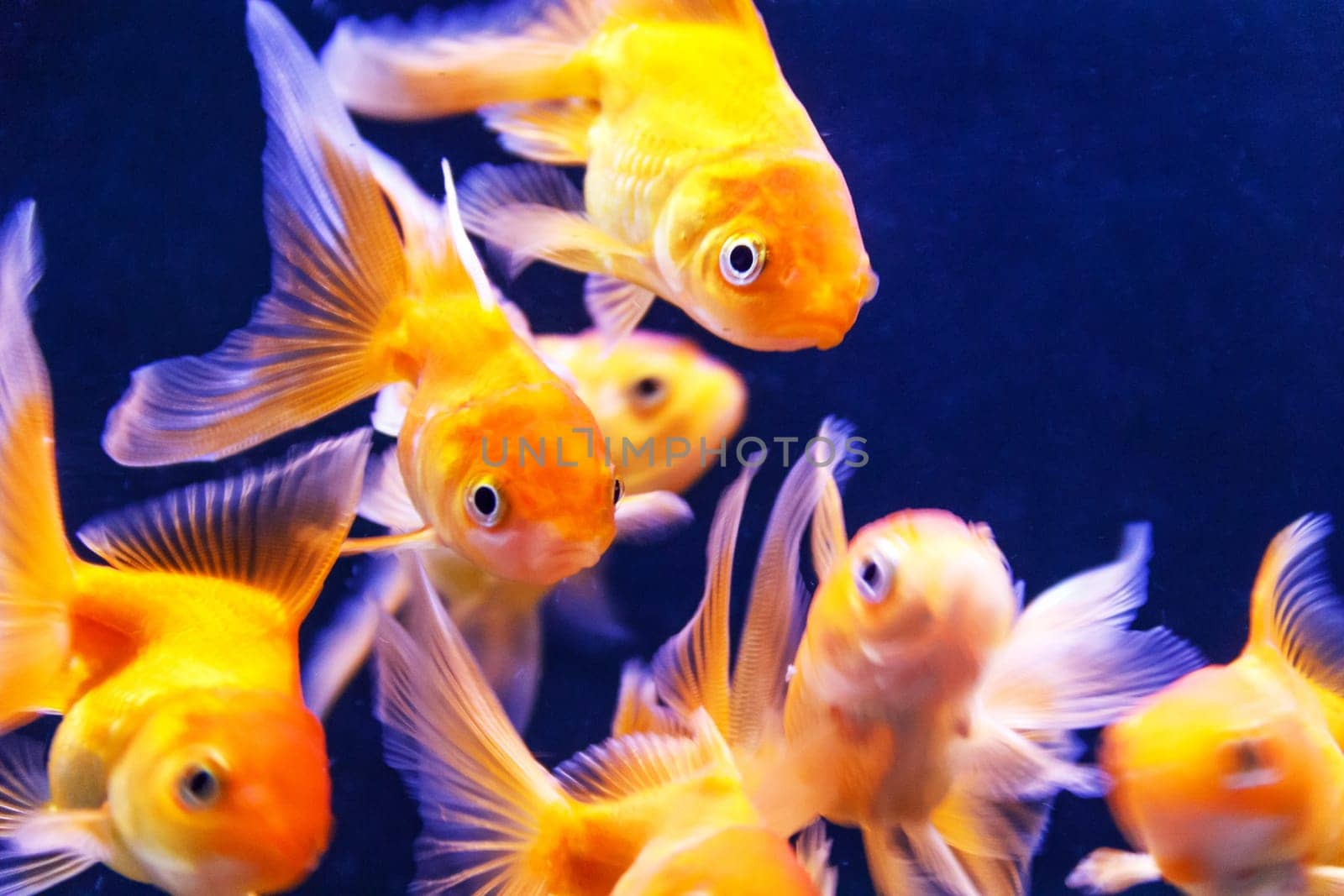 Photo of orange parrot fish swimming in aquarium