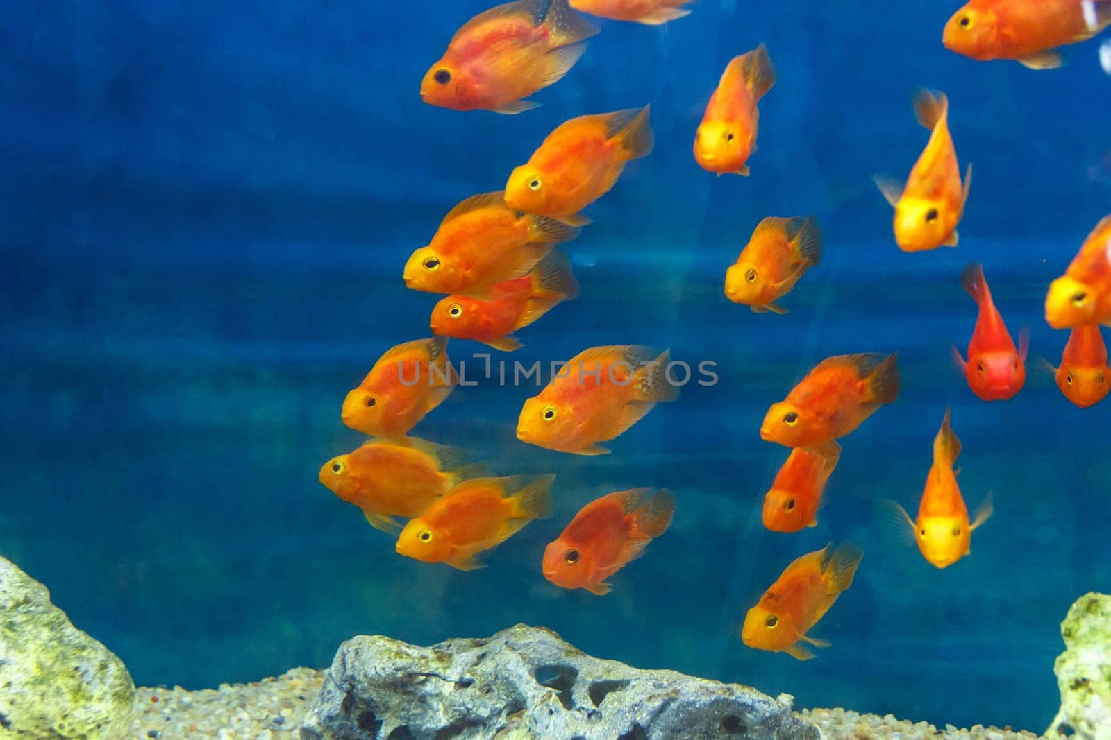 Group of orange red parrot cichlid fishes on blue background
