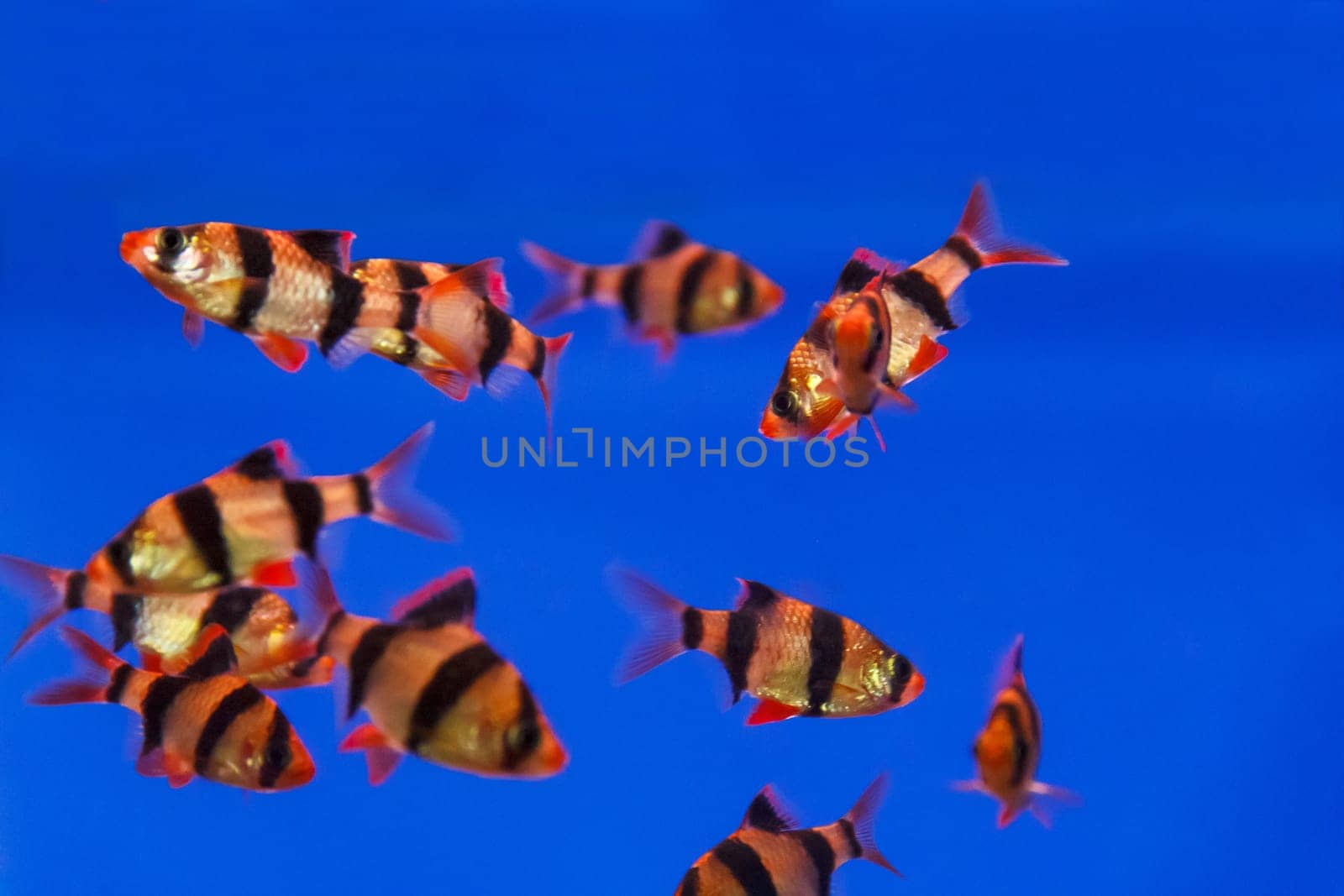 Group of striped fishes swimming in aquarium tank