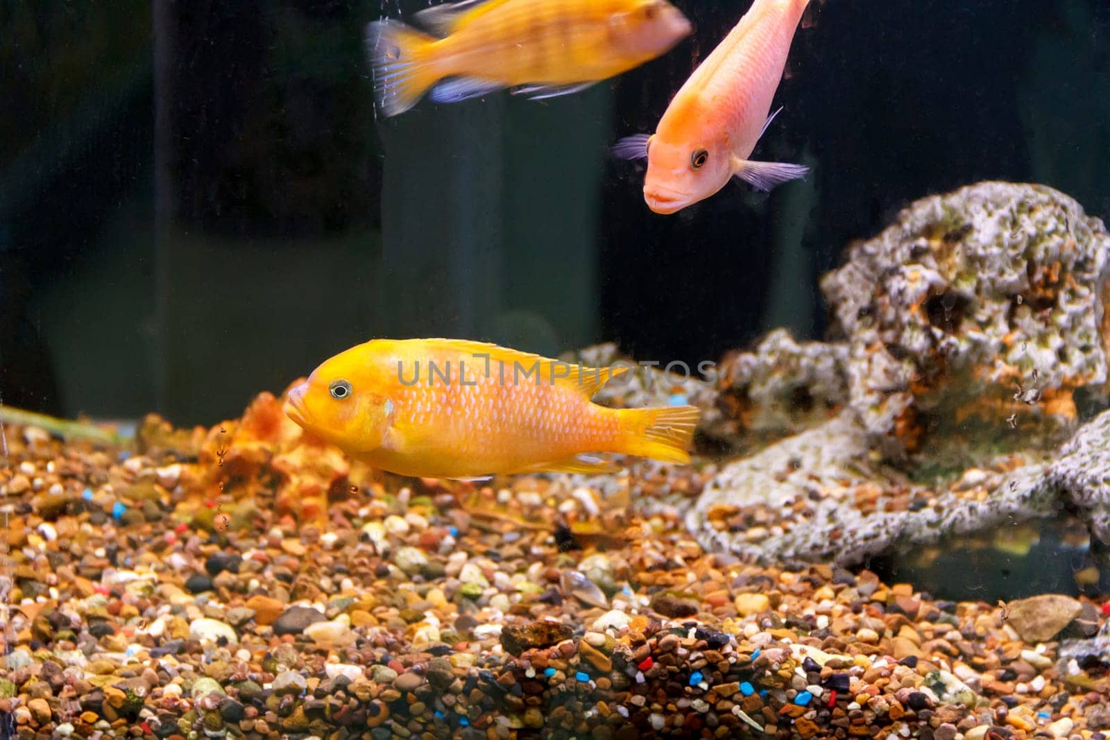 Couple orange aulonocara fishes in aquarium tank with reef on background