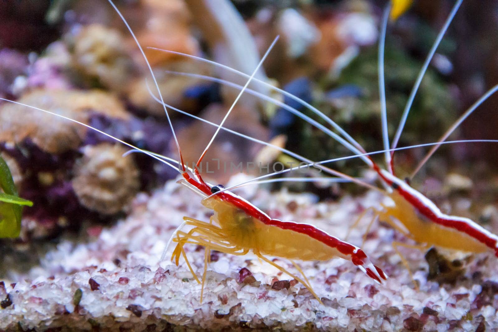 two shrimps walking the bottom of aquarium