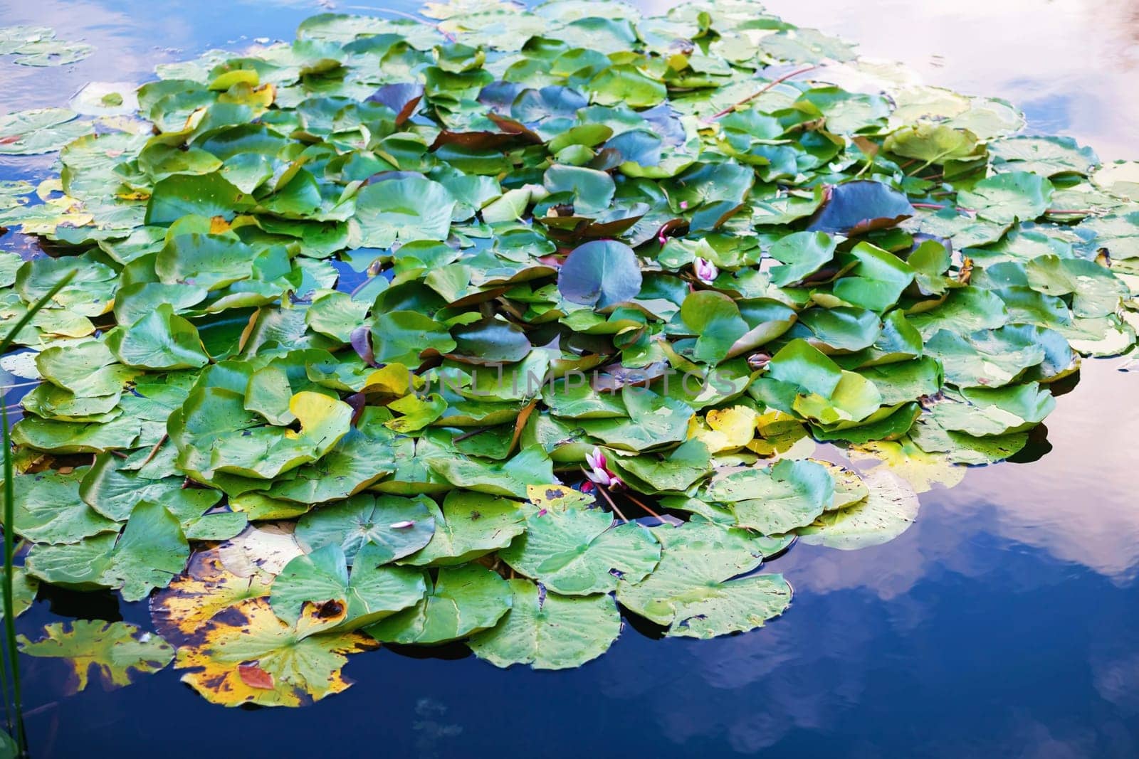 Leaves of water lily in a pond. Lotus leafs over water. Waterlilies on the lake. Shallow depth of field. Selective focus.