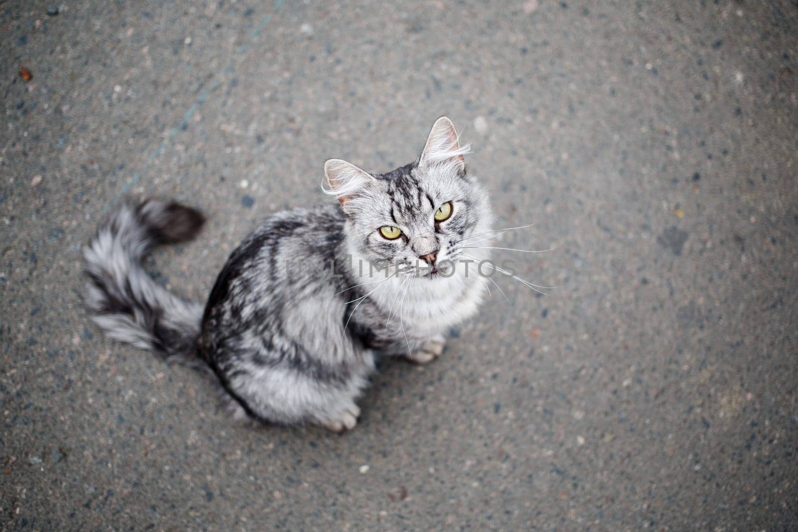 Grey tabby cat on a background of asphalt. Shallow depth of field. Selective focus.