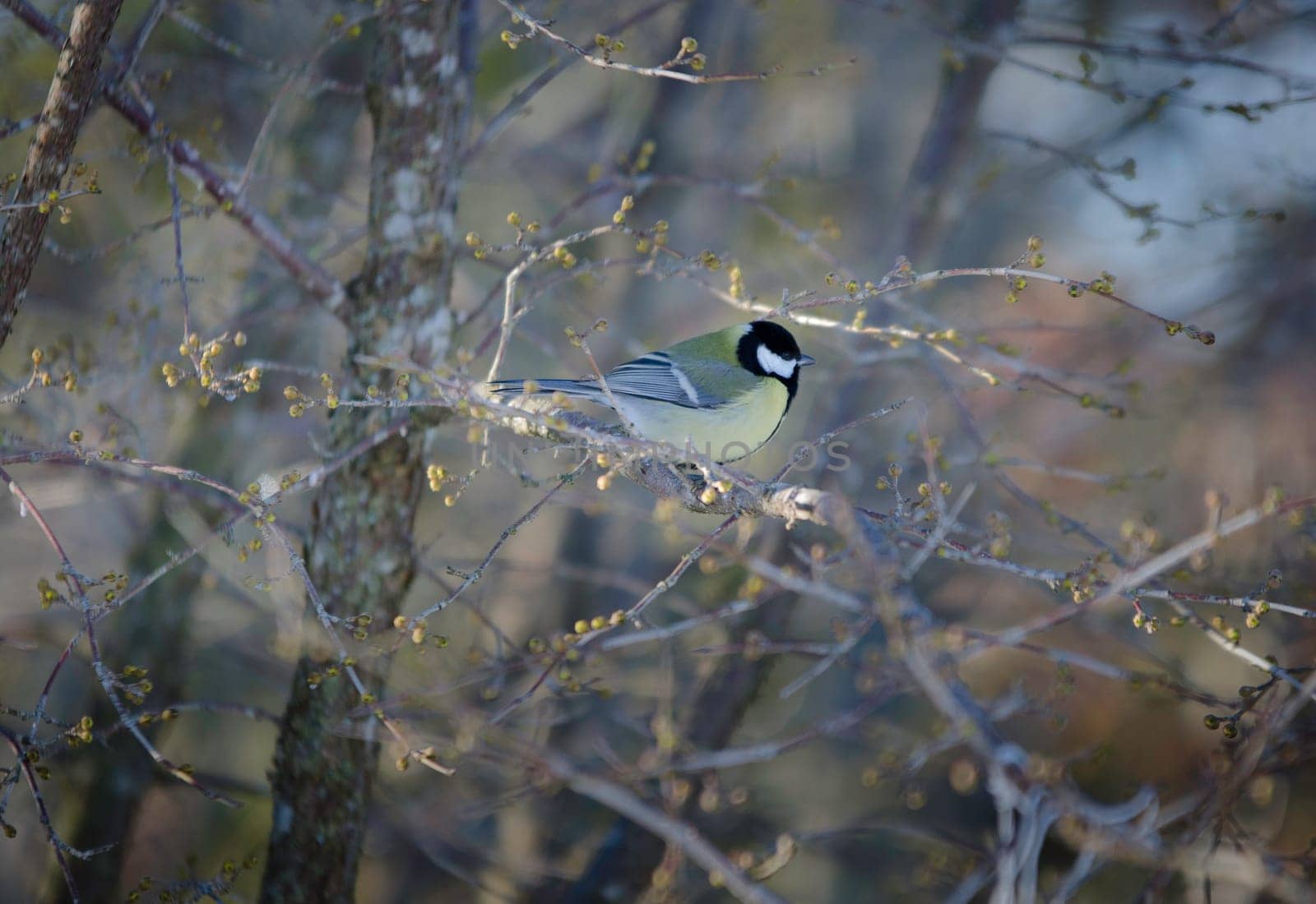 one great tit sitting in tree looking for food