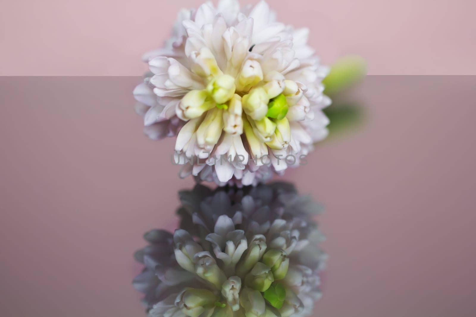 Mirror image of a hyacinth