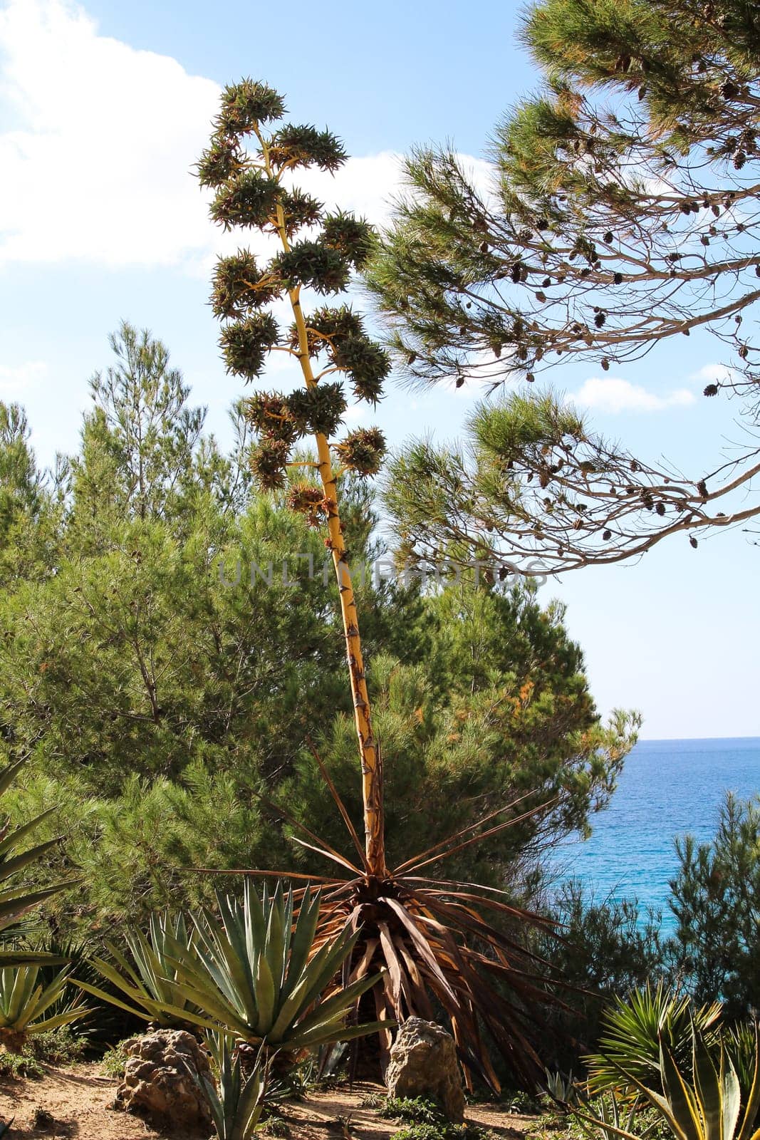 Agave with flower