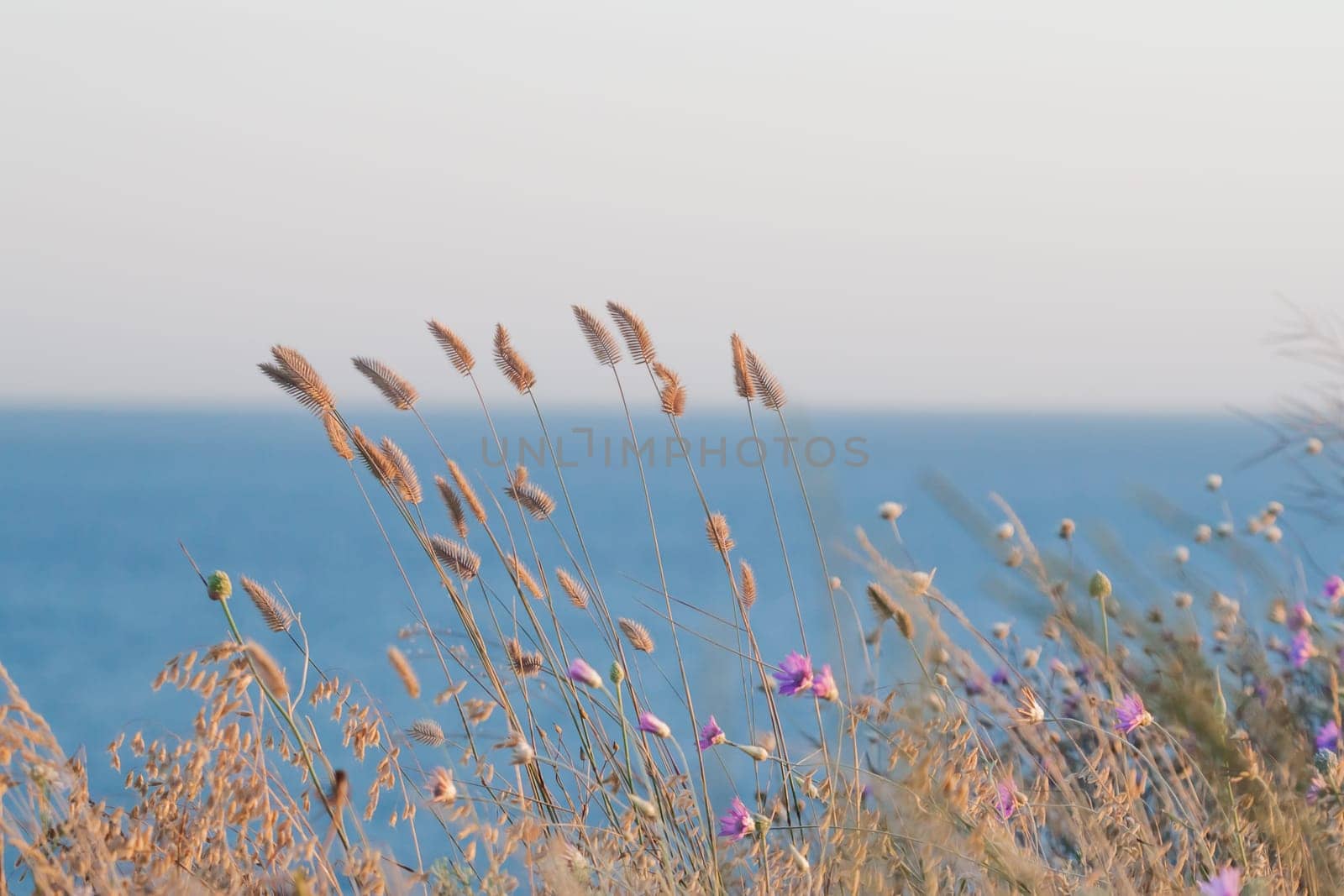 wild flowers on the Black sea background in Ukraine