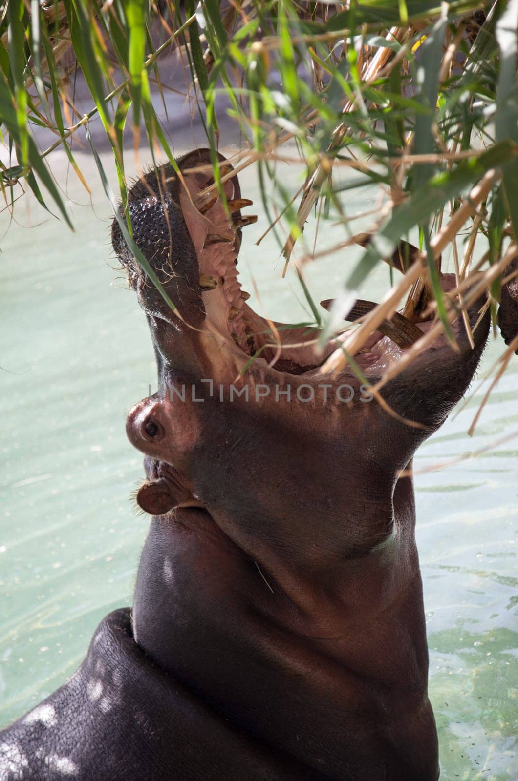 Hippopotamus amphibius