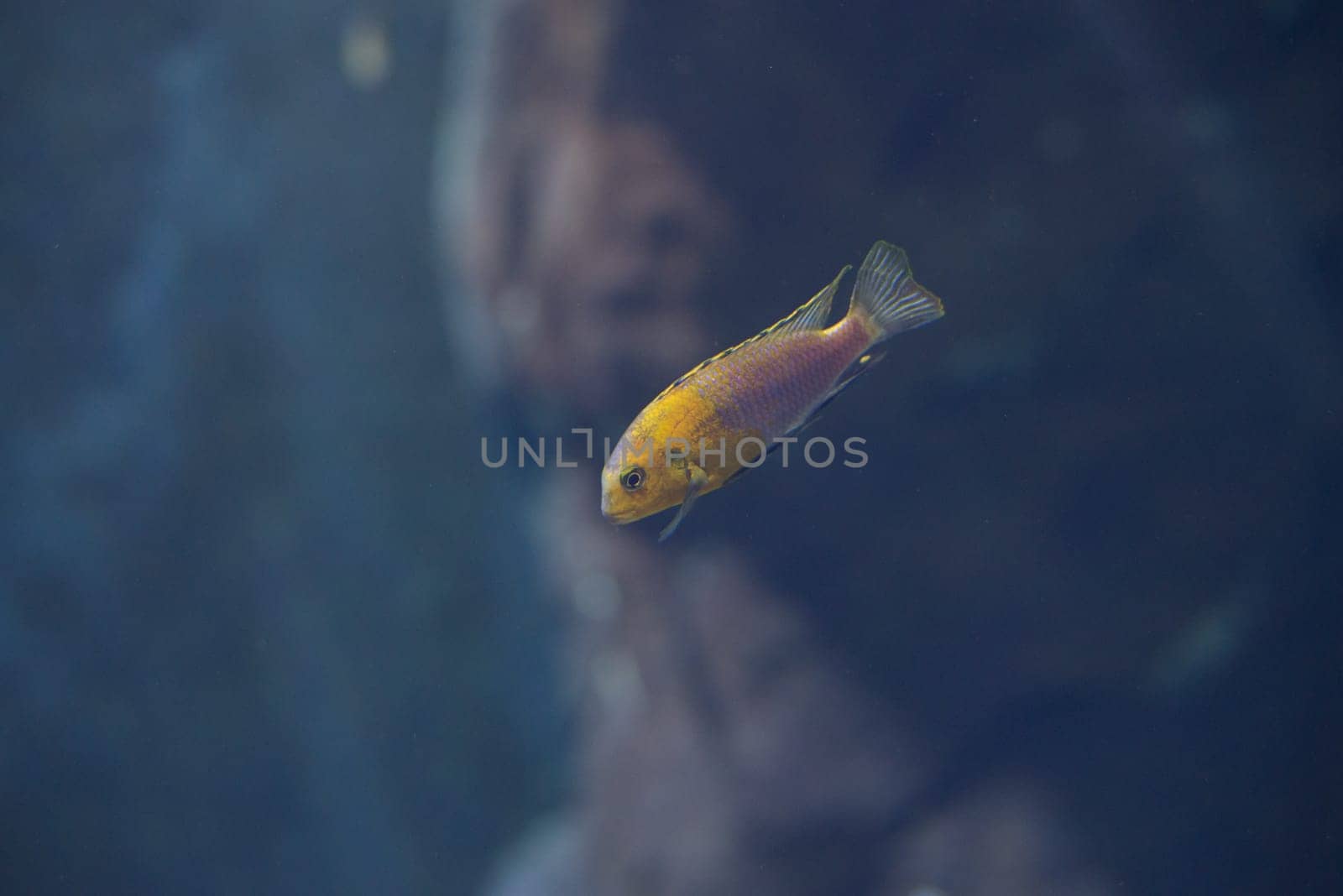 fish from tanganyika and malawi lake