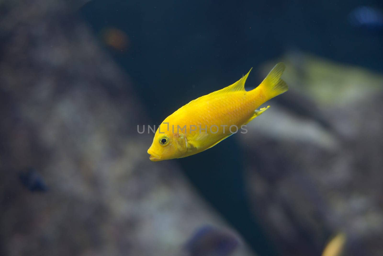 fish from tanganyika and malawi lake