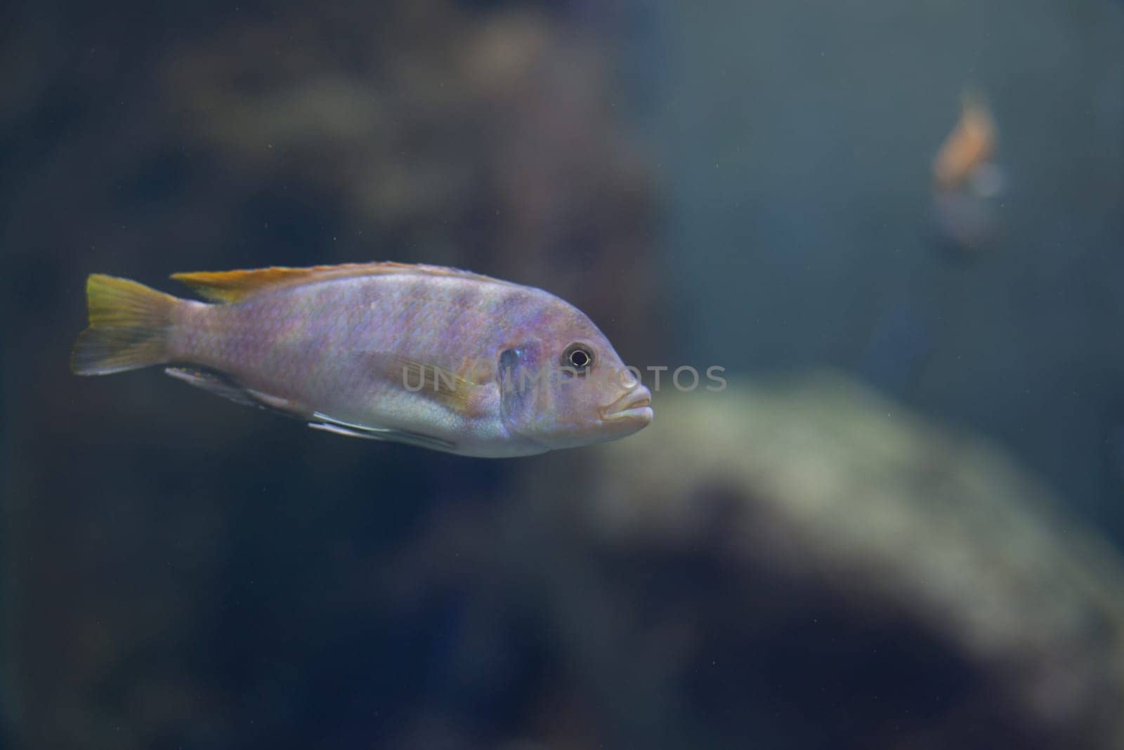 fish from tanganyika and malawi lake