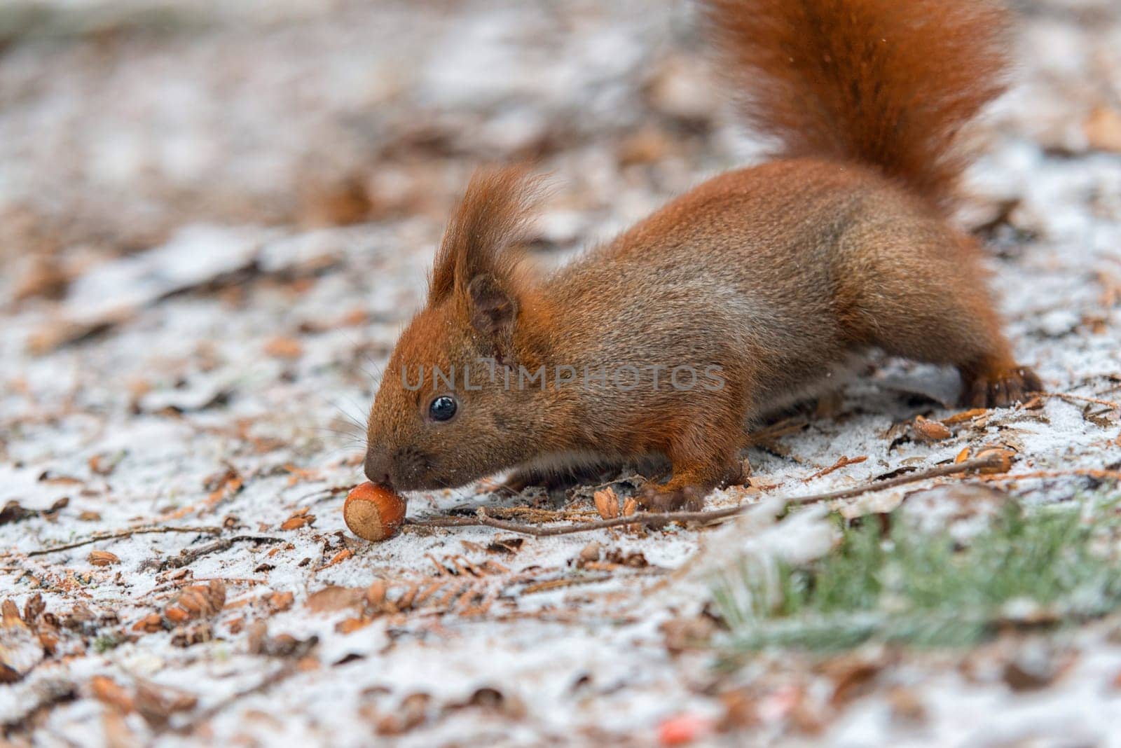 red squirrel on snow eating a nut,winter