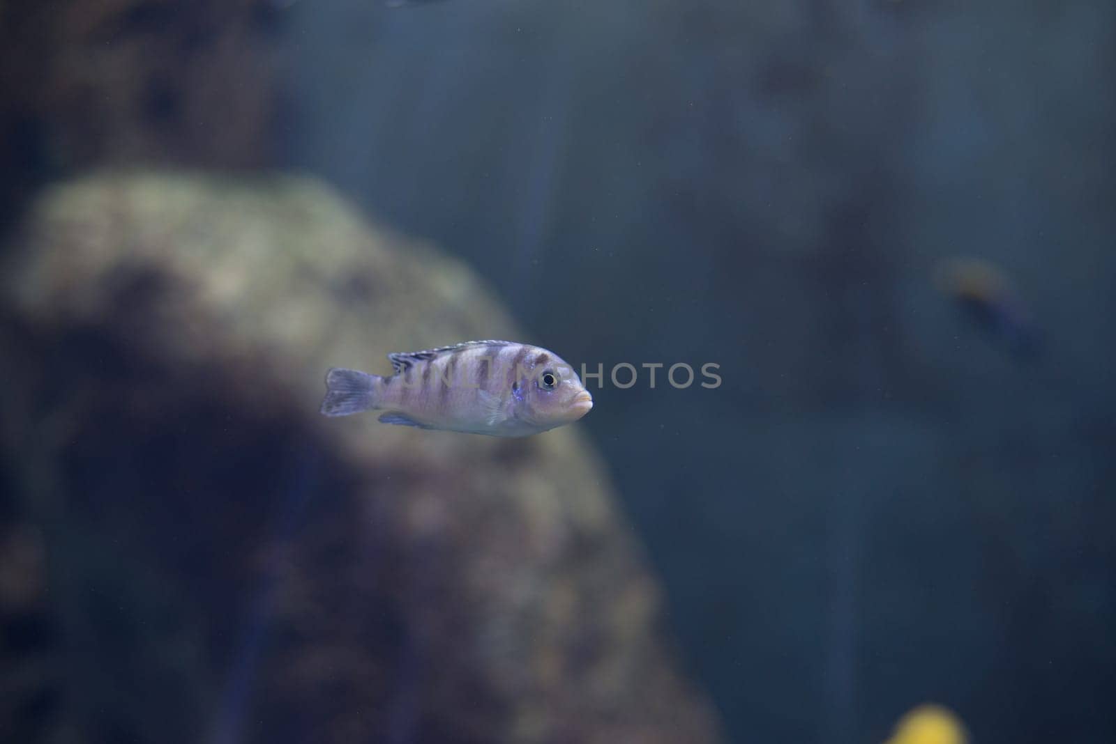 fish from tanganika and malawi lake
