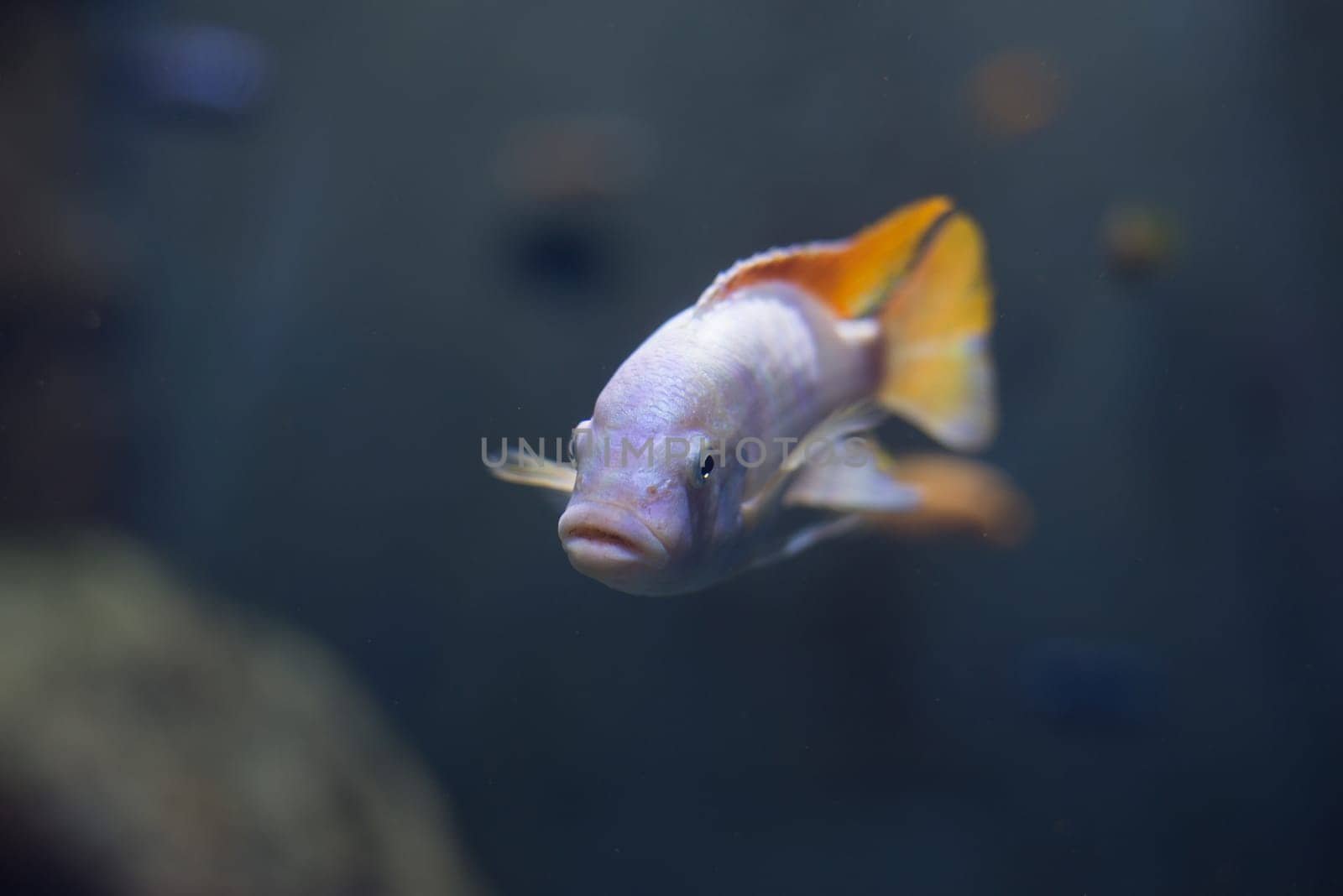 fish from tanganyika and malawi lake