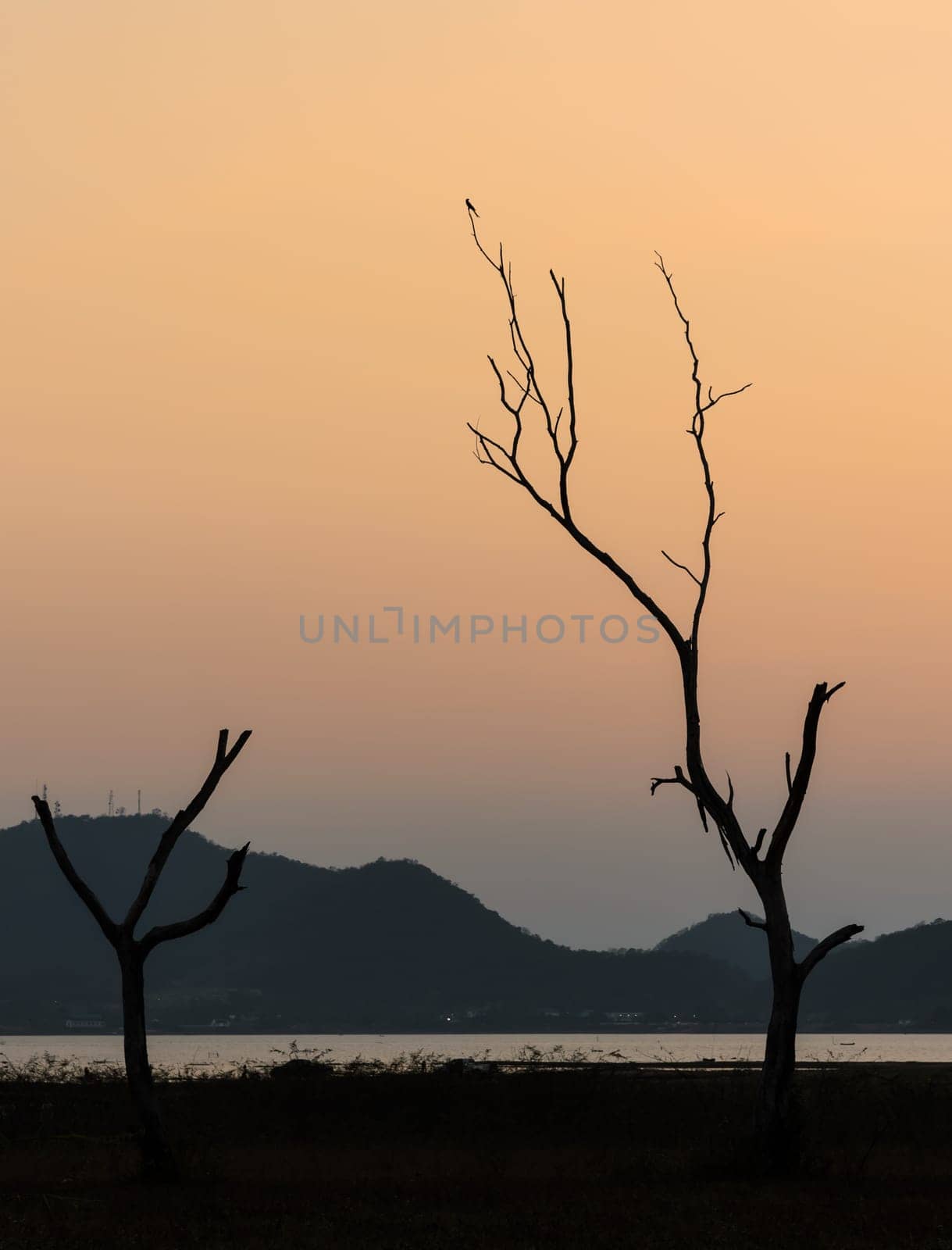 Beautiful sunset of silhouette dry tree and lake with mountain range background