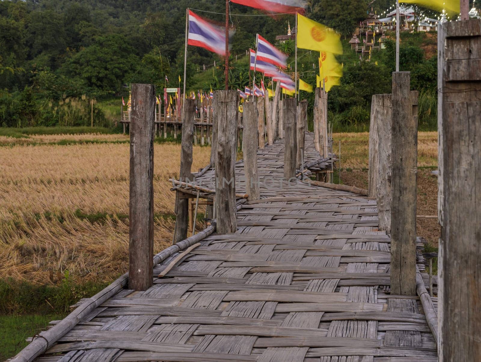 Beautiful view of Zu Tong Pae bamboo bridge pass rice field to the temple in Mae Hong Son, Thailand