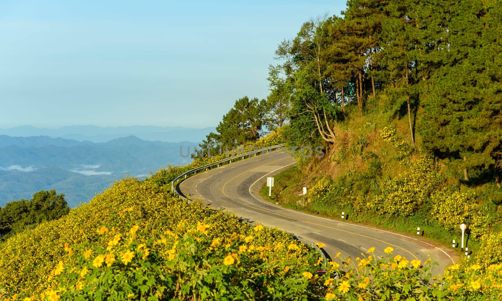 Beautiful view of mountain sharp curve road with wild Mexican sunflower valley in Maehongson Province, Thailand