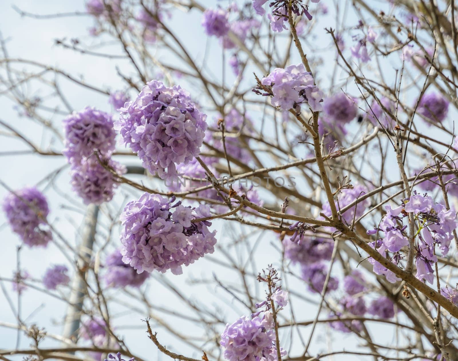 Jacaranda tree with bunches of purple flower in full bloom