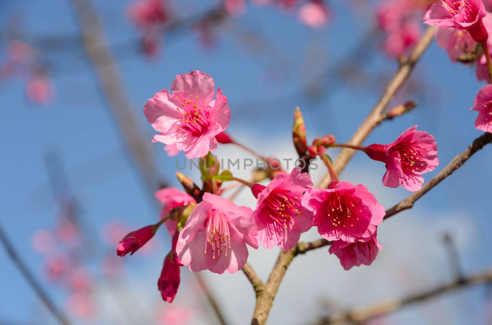 Beautiful pink wild Himalayan cherry blossom in full bloom. Sakura in Thailand
