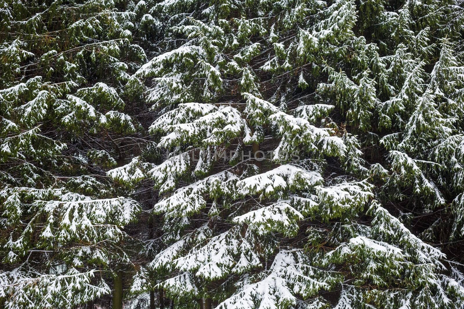 Fir branches covered with snow. Winter background.