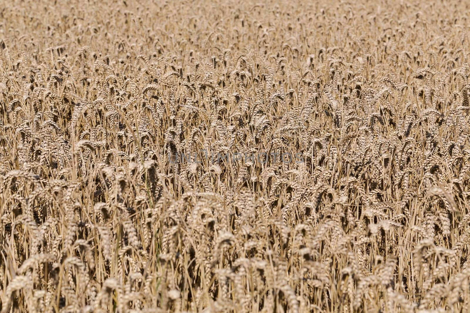 Golden ears of wheat on the field