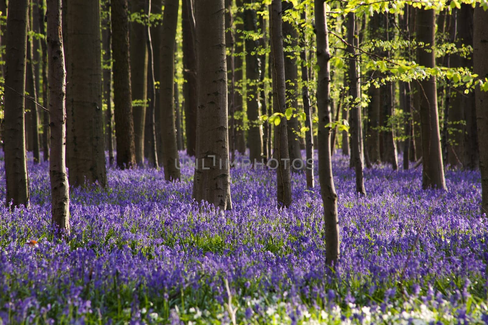 The bluebells flowers during springtime in Hallerbos, Halle, Belgium