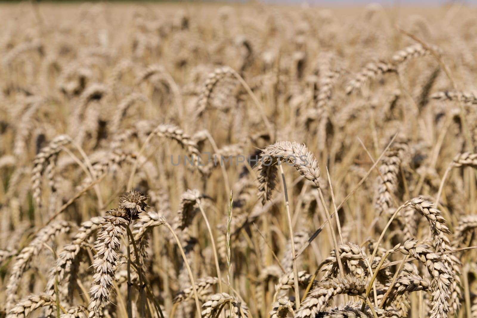 Golden ears of wheat on the field