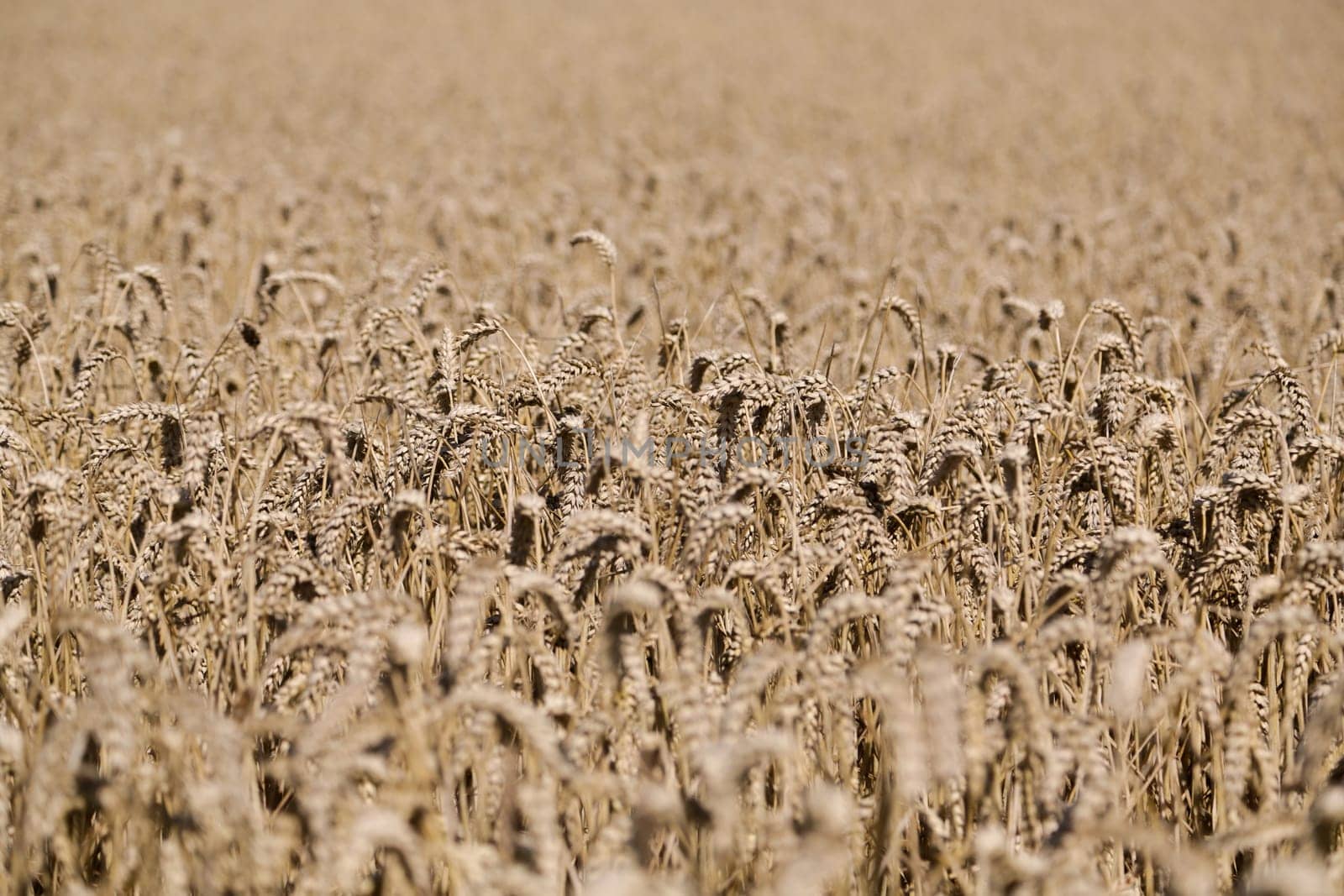 Golden ears of wheat on the field