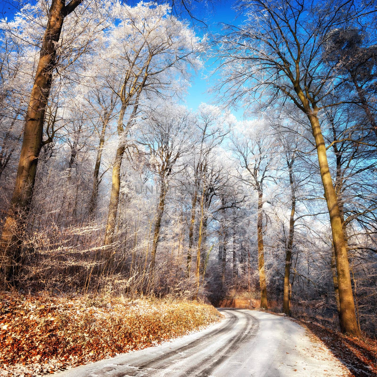 Scenic forest road in winter,with snow and hoarfrost on the trees and clear blue sky