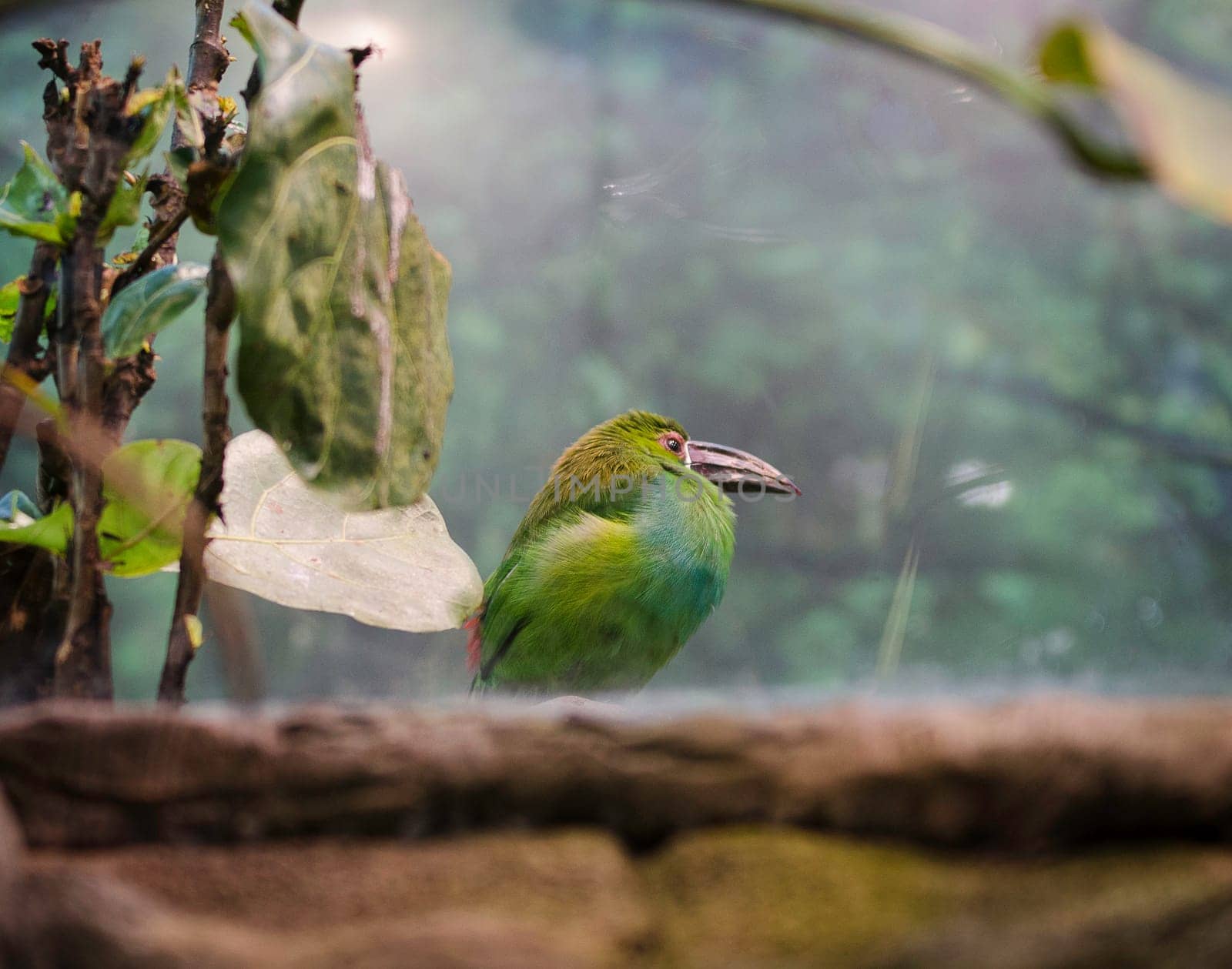 one exotic green bird sitting on a rock with a large beak