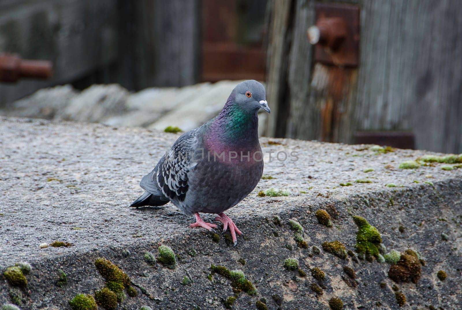 one beutiful dove stand on the pier in the harbour