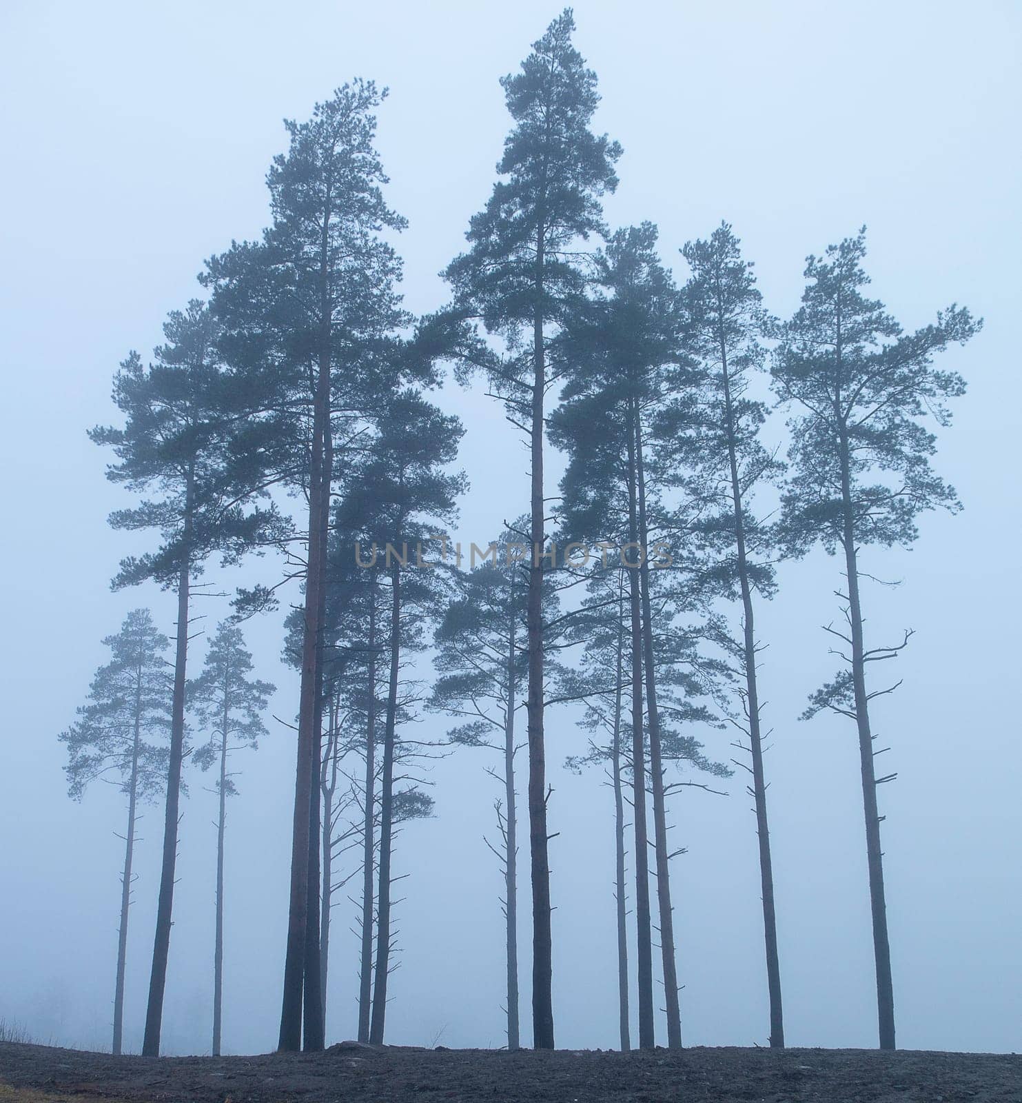 some old tree in the fog on the hill