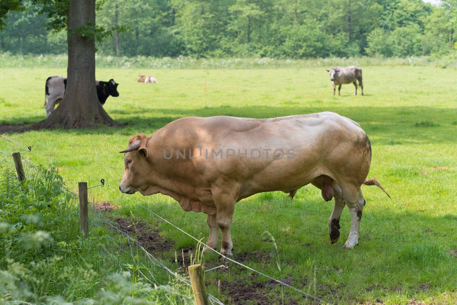 very muscular limousine bull in a dutch meadow