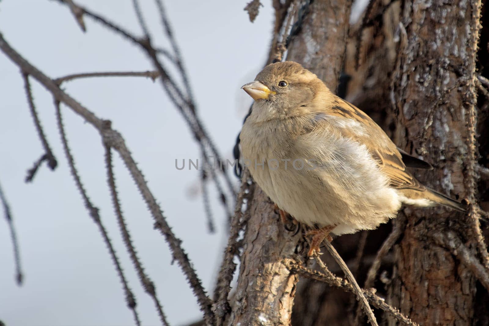 House sparrow on a tree