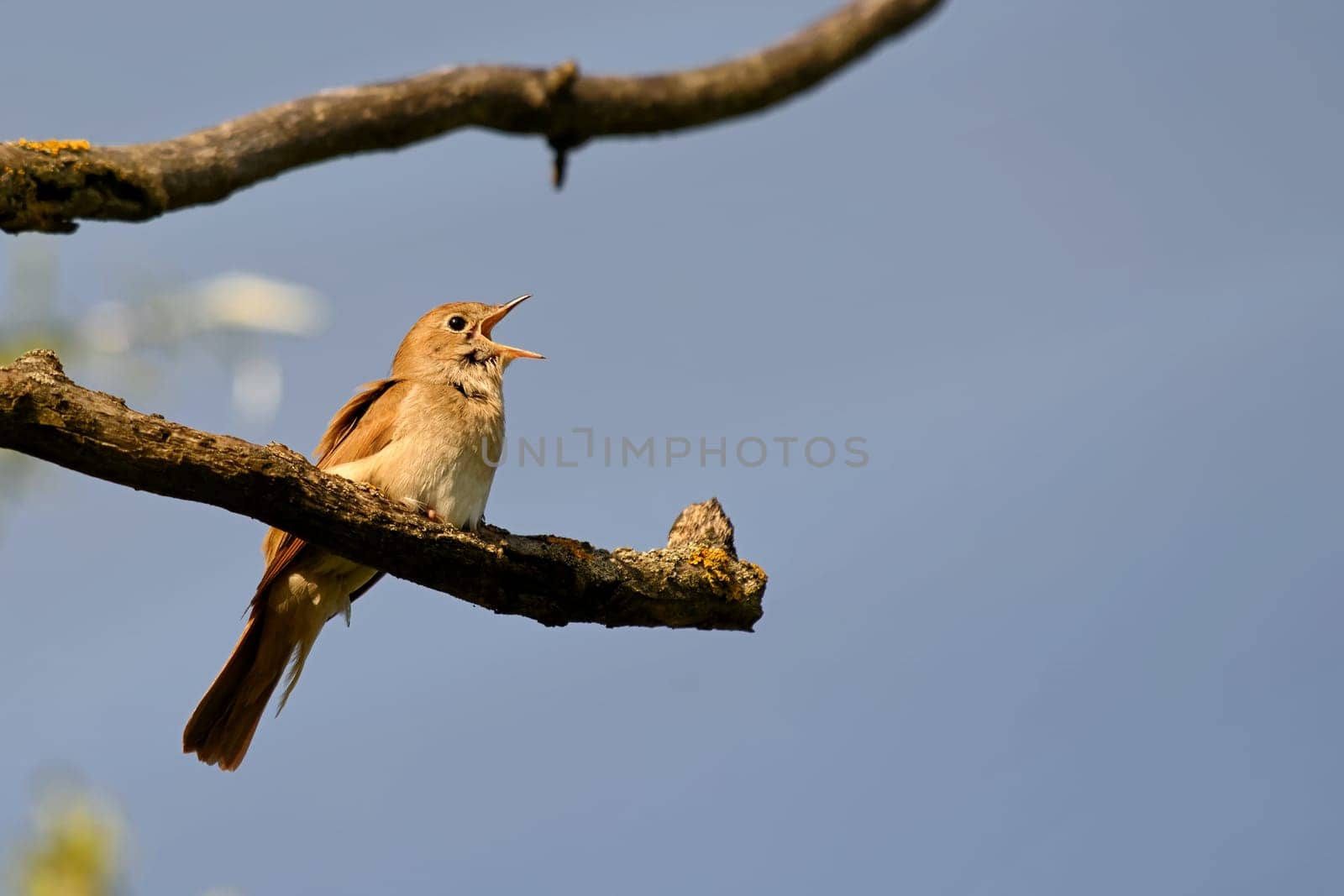 Singing Nightingale