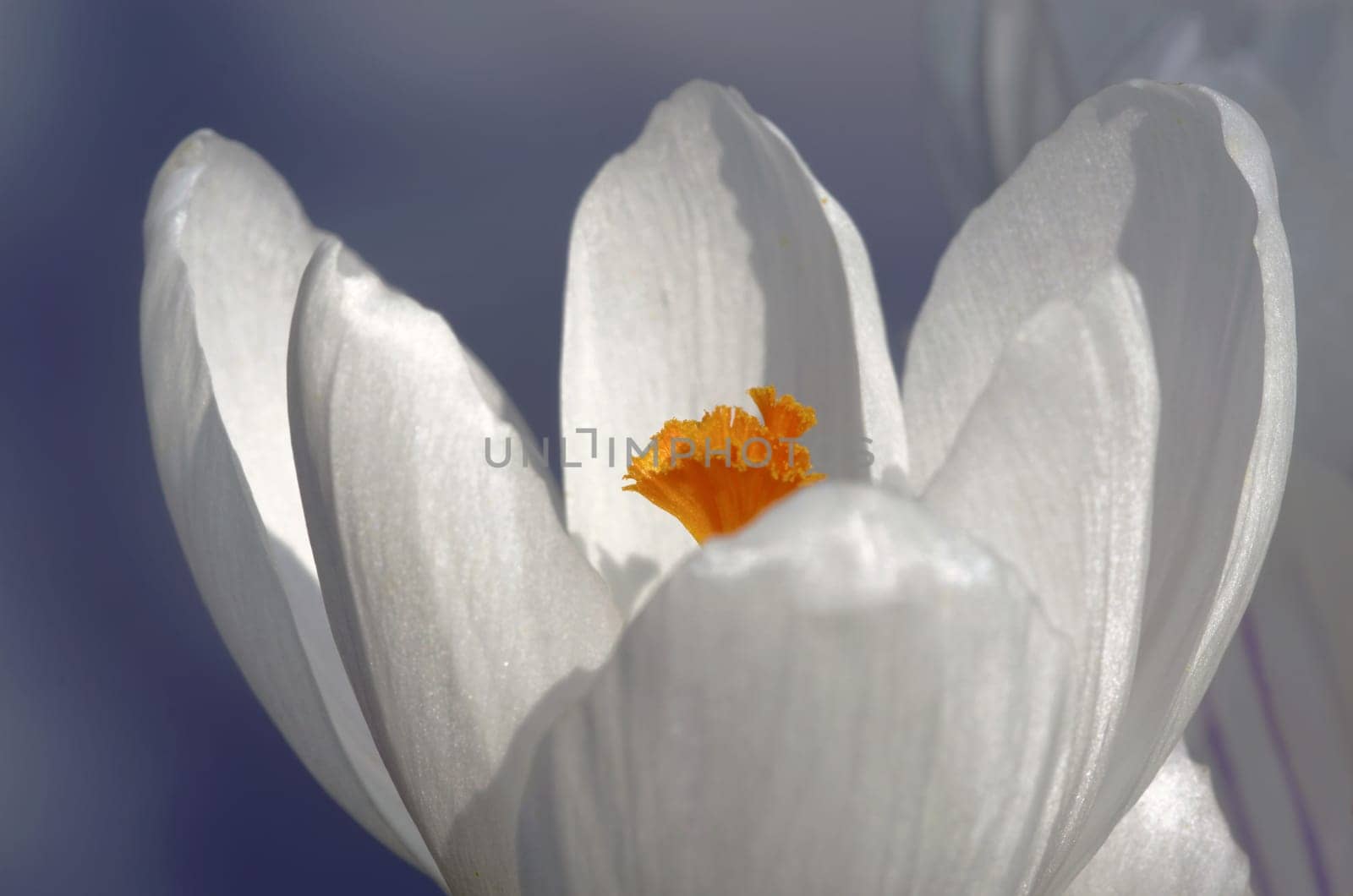 Crocus in spring