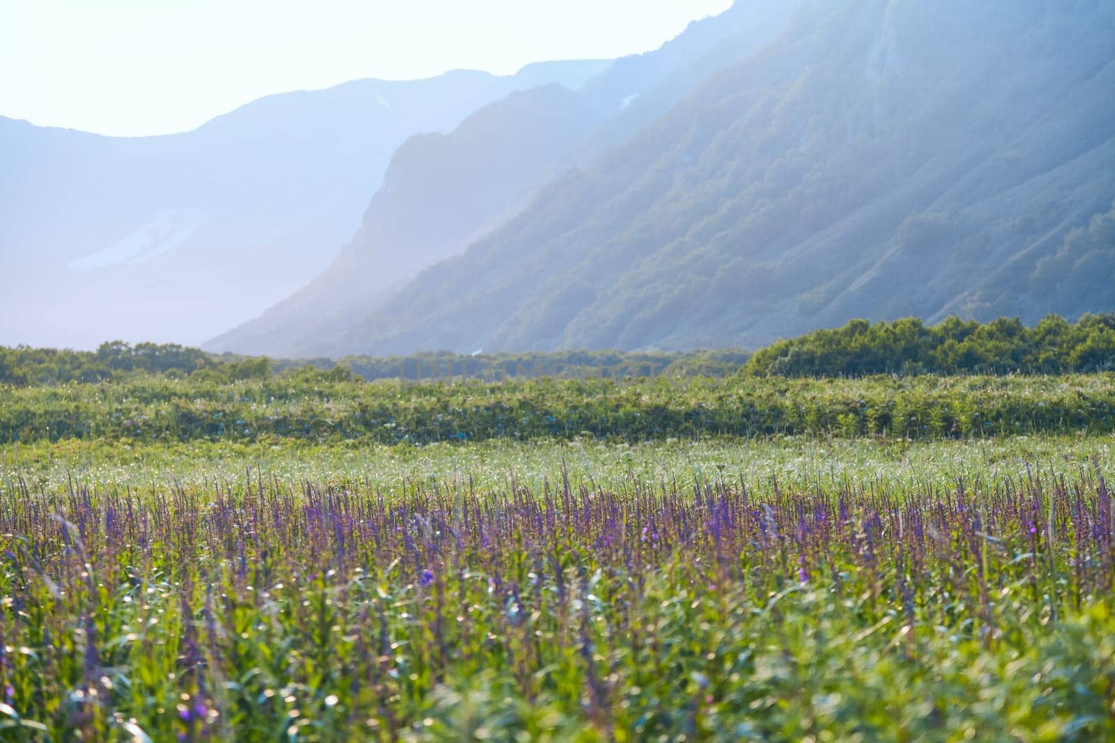 Flora of Kamchatka. Forests and fields. Nature of Kamchatka. Landscapes and magnificent views of the Kamchatka Peninsula.
