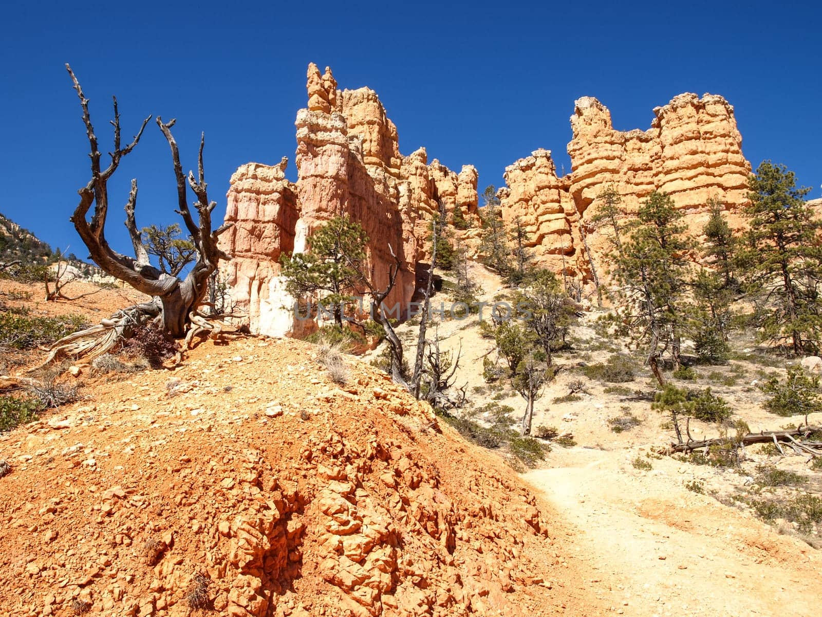 The Bryce Canyon National Park, Utah, United States