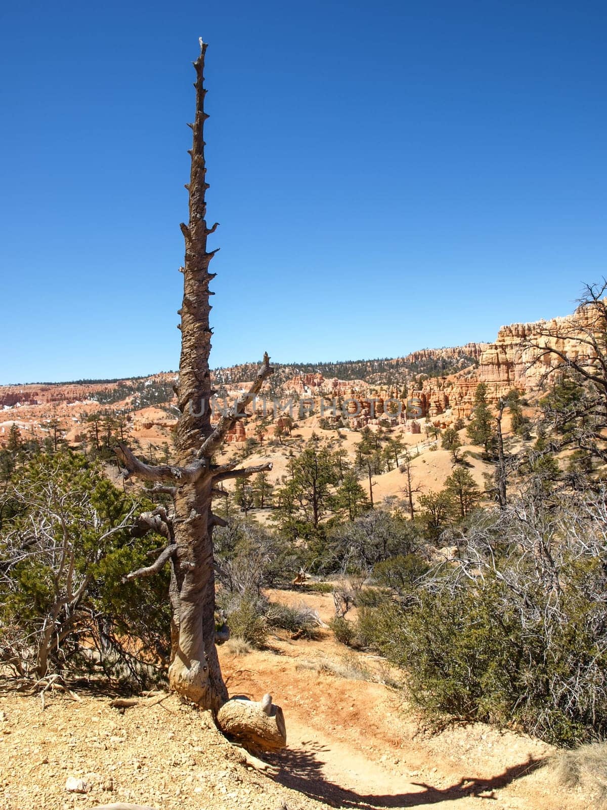 The Bryce Canyon National Park, Utah, United States