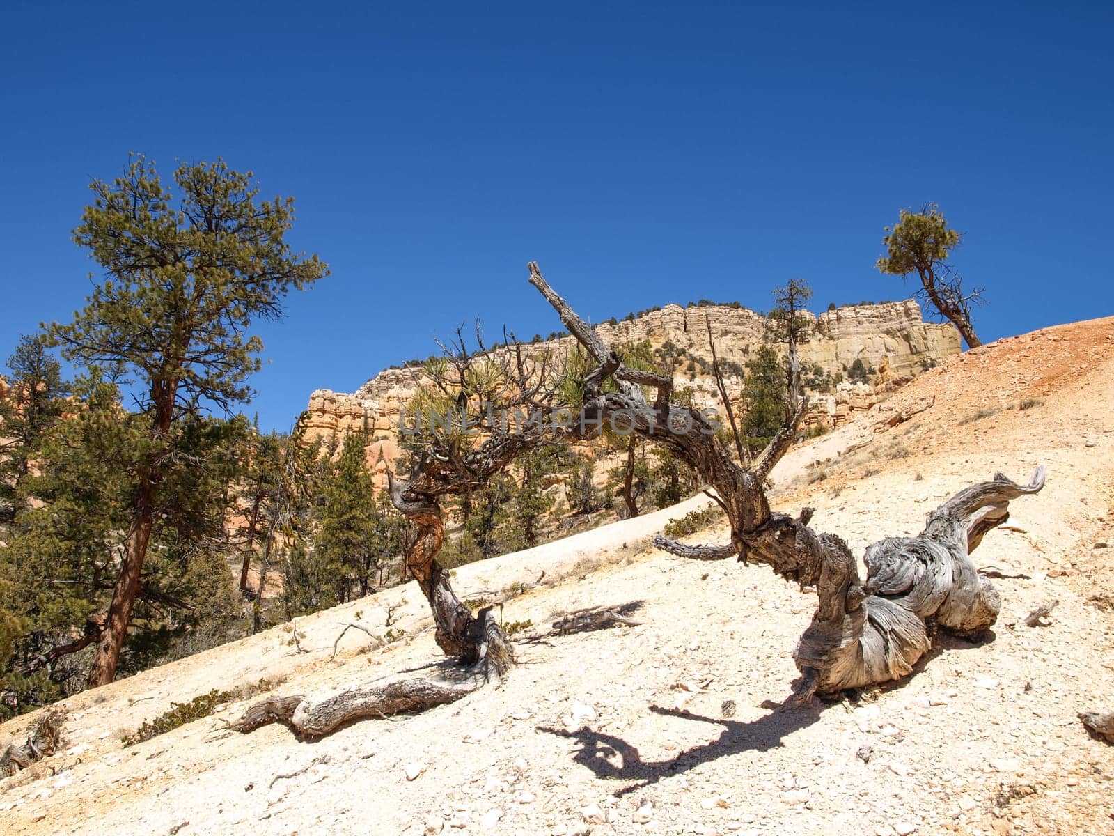 The Bryce Canyon National Park, Utah, United States