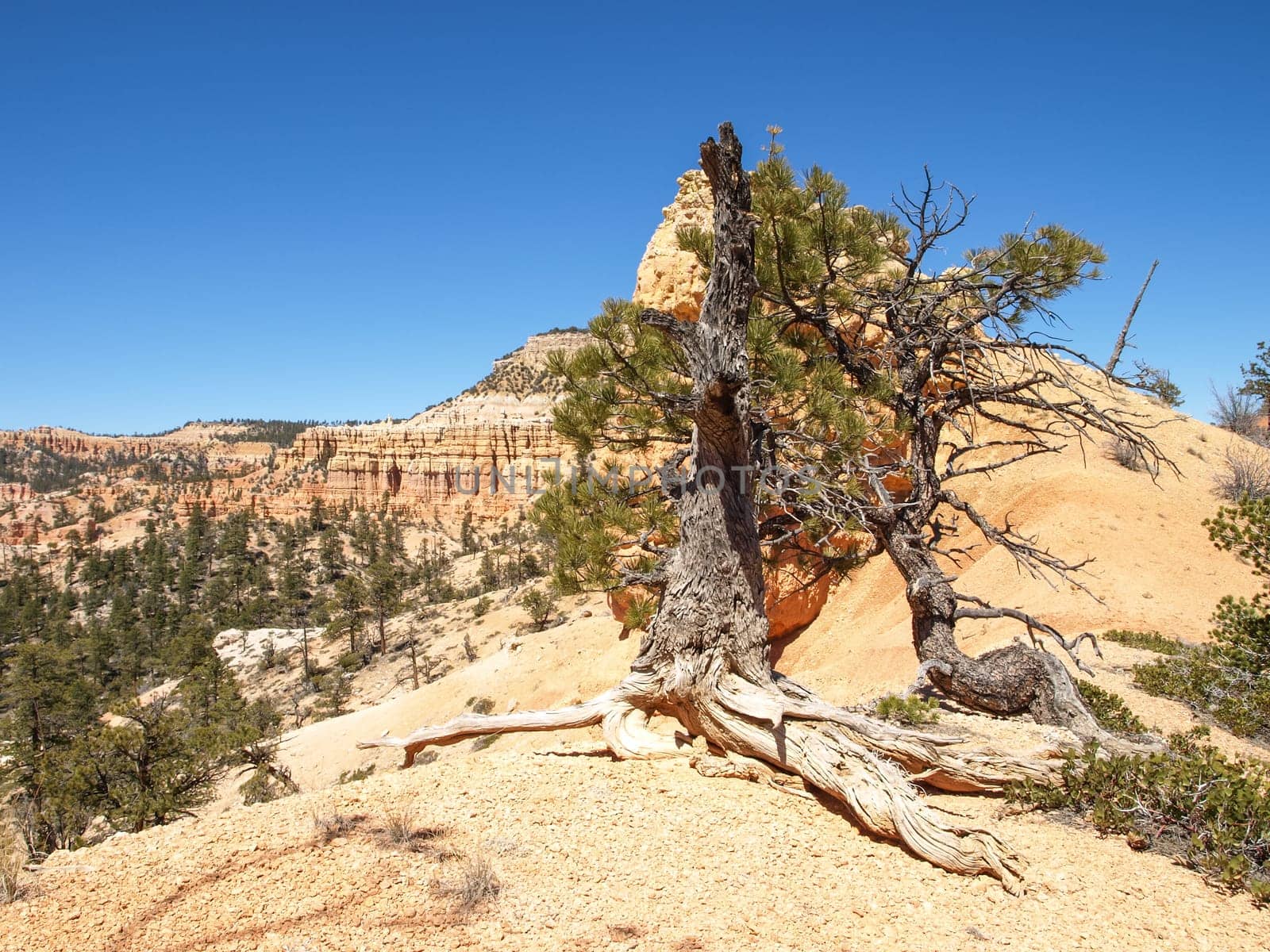 The Bryce Canyon National Park, Utah, United States