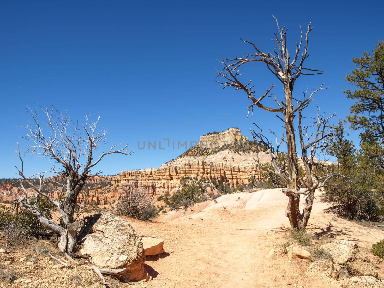 The Bryce Canyon National Park, Utah, United States
