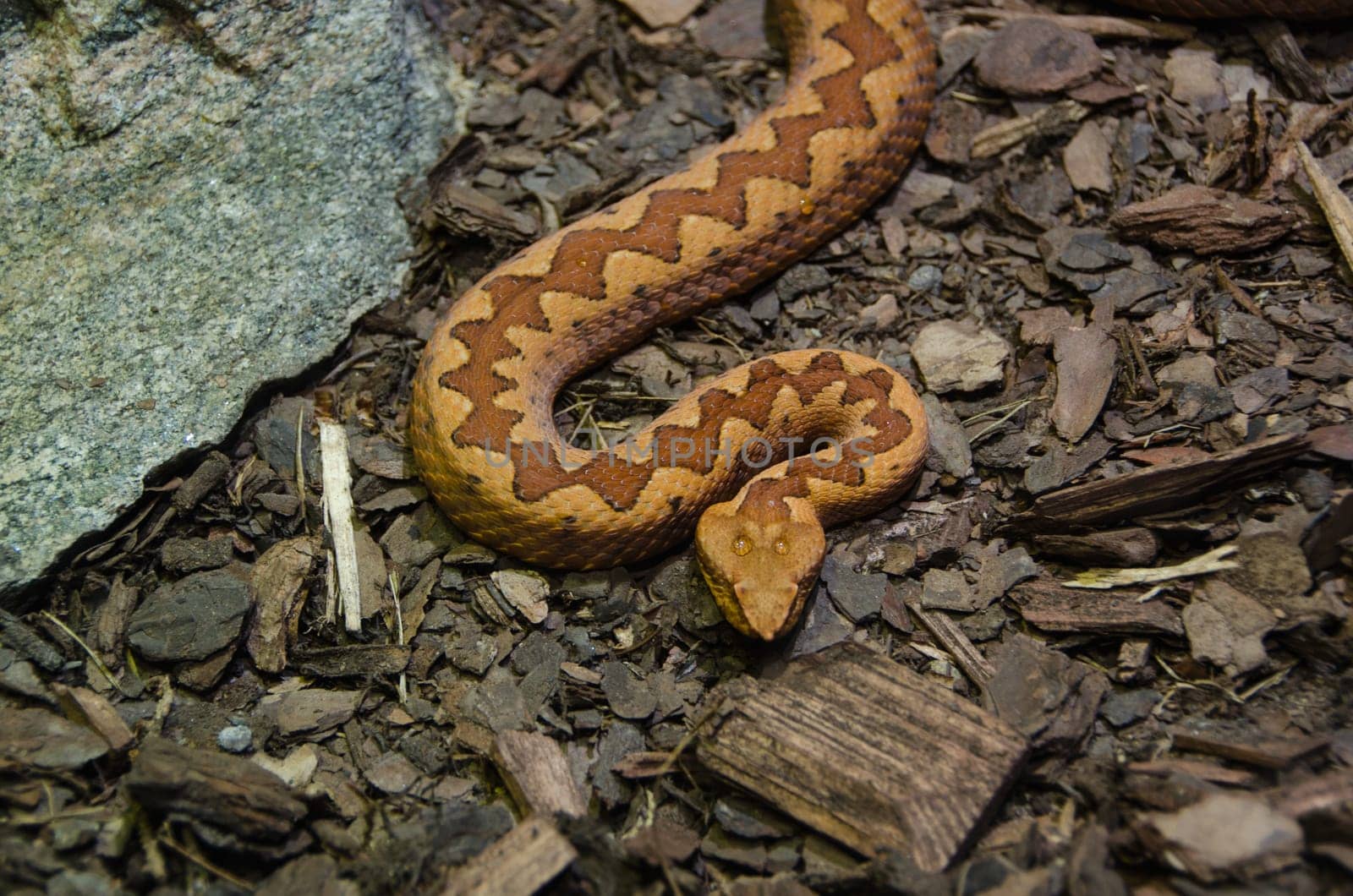 one braun and very poisen snake sand viper